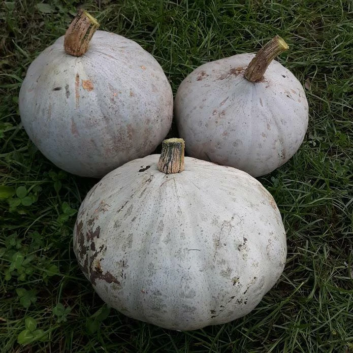 Sweet Meat Winter Squash Seeds - Cucurbita maxima - For Pumpkin Pie - Image 2