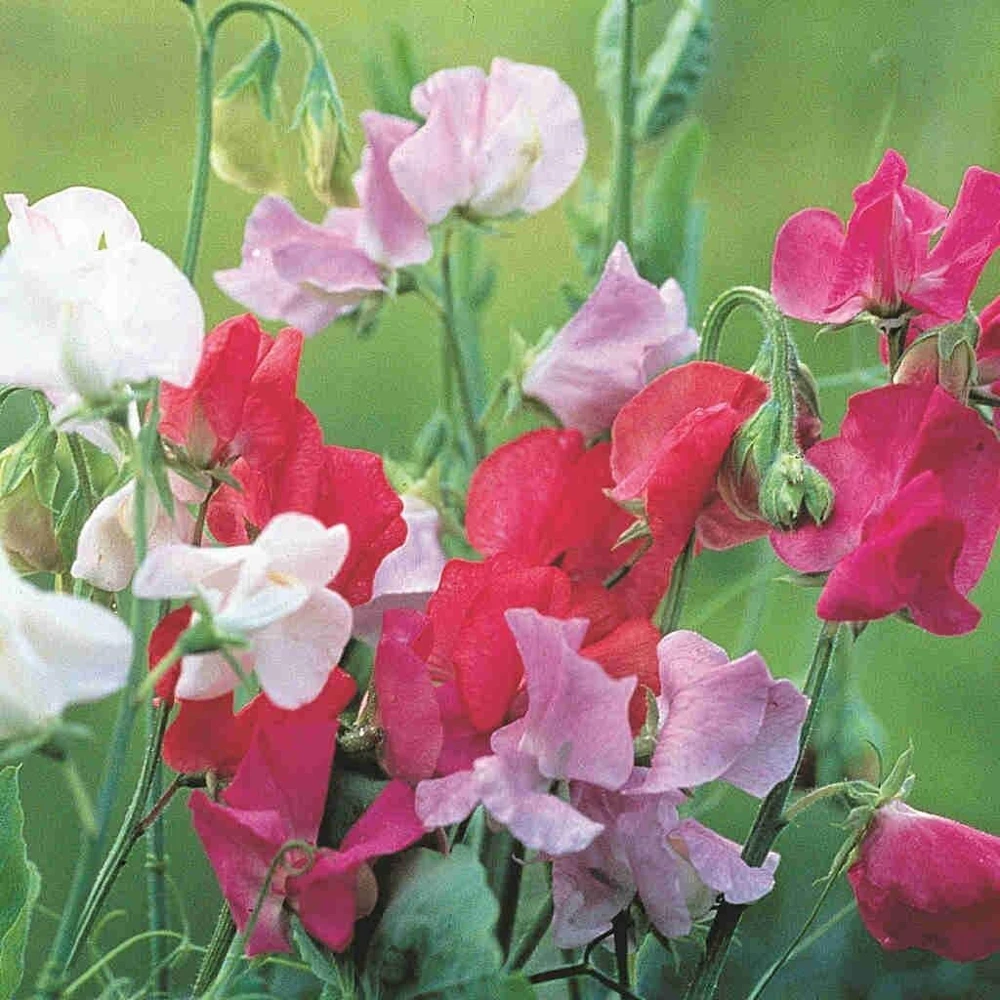 Sweet Pea Seeds - Royal Family Mix, Ruffled, Fragrant Flowers, Outdoor - Image 1