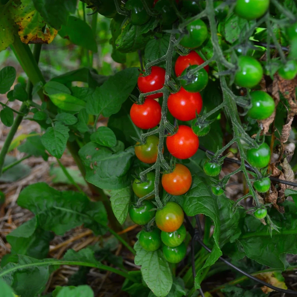 Sweetie Cherry Tomato Seeds - Super Sweet, Easy Grow, Annual - Image 1