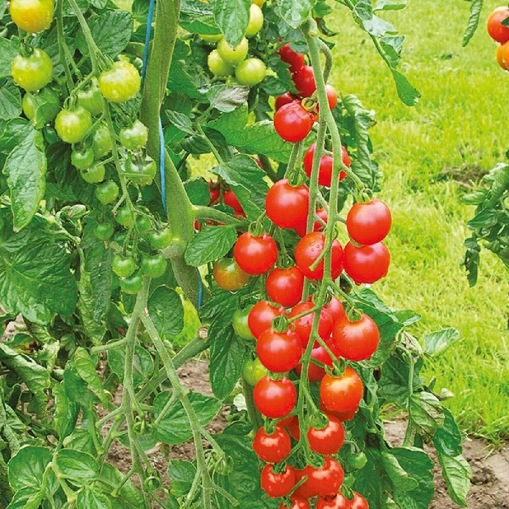 Sweetie Cherry Tomato Seeds - Super Sweet, Easy Grow, Annual - Image 2