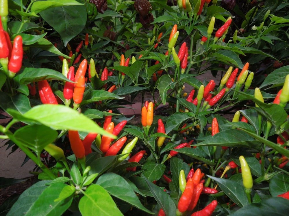 Tabasco Pepper Seeds - Hot Chili Pepper Seeds for Spicy Flavor - Image 2