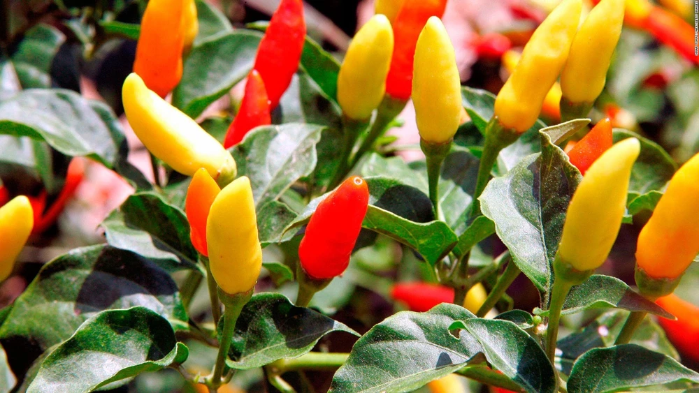 Tabasco Pepper Seeds - Hot Chili Pepper Seeds for Spicy Flavor - Image 1