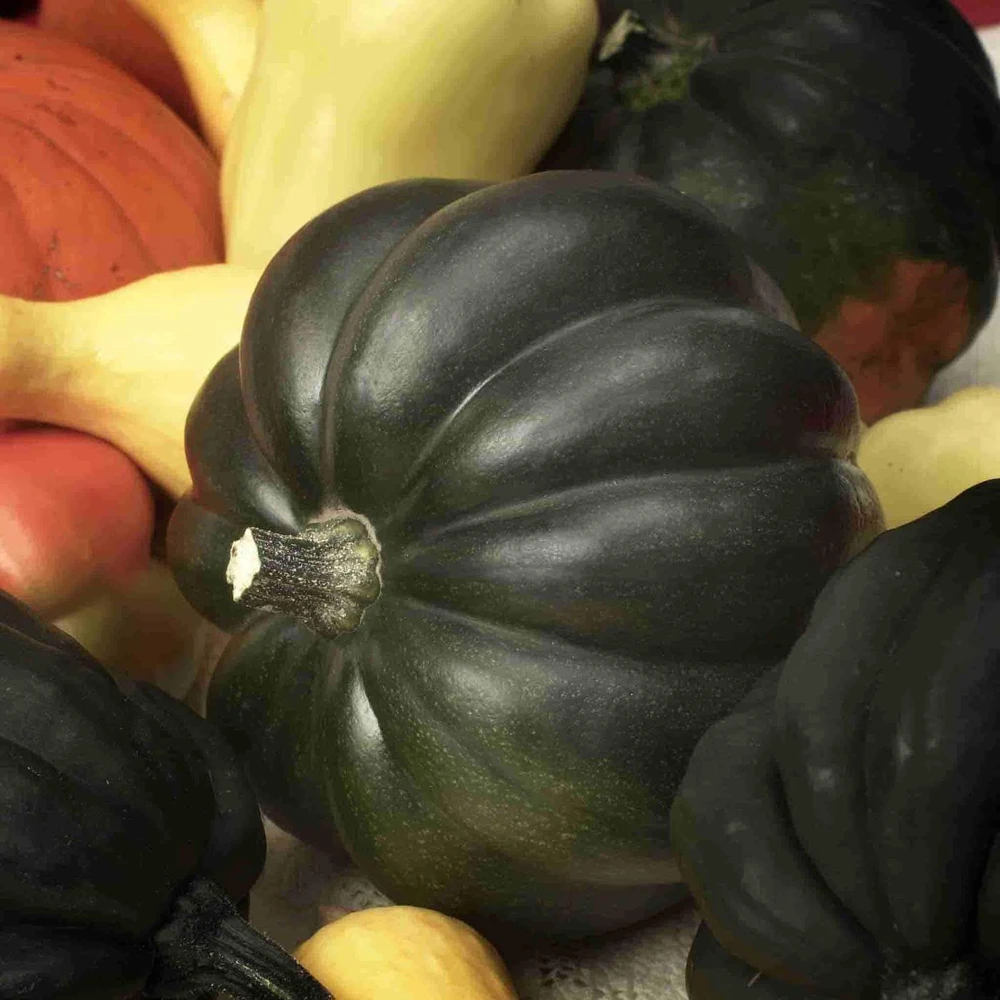 Table Queen Acorn Winter Squash Seeds - Easy Grow Vegetable for Zones 3-12 - Image 1