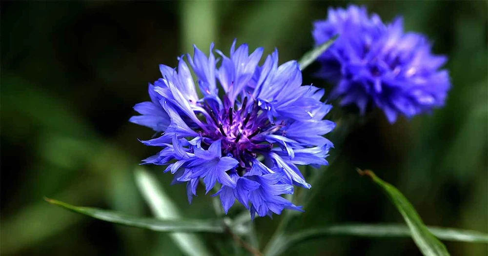 Tall Blue Cornflower Seeds - Bachelor Button Wildflower Annual for Full Sun - Image 1