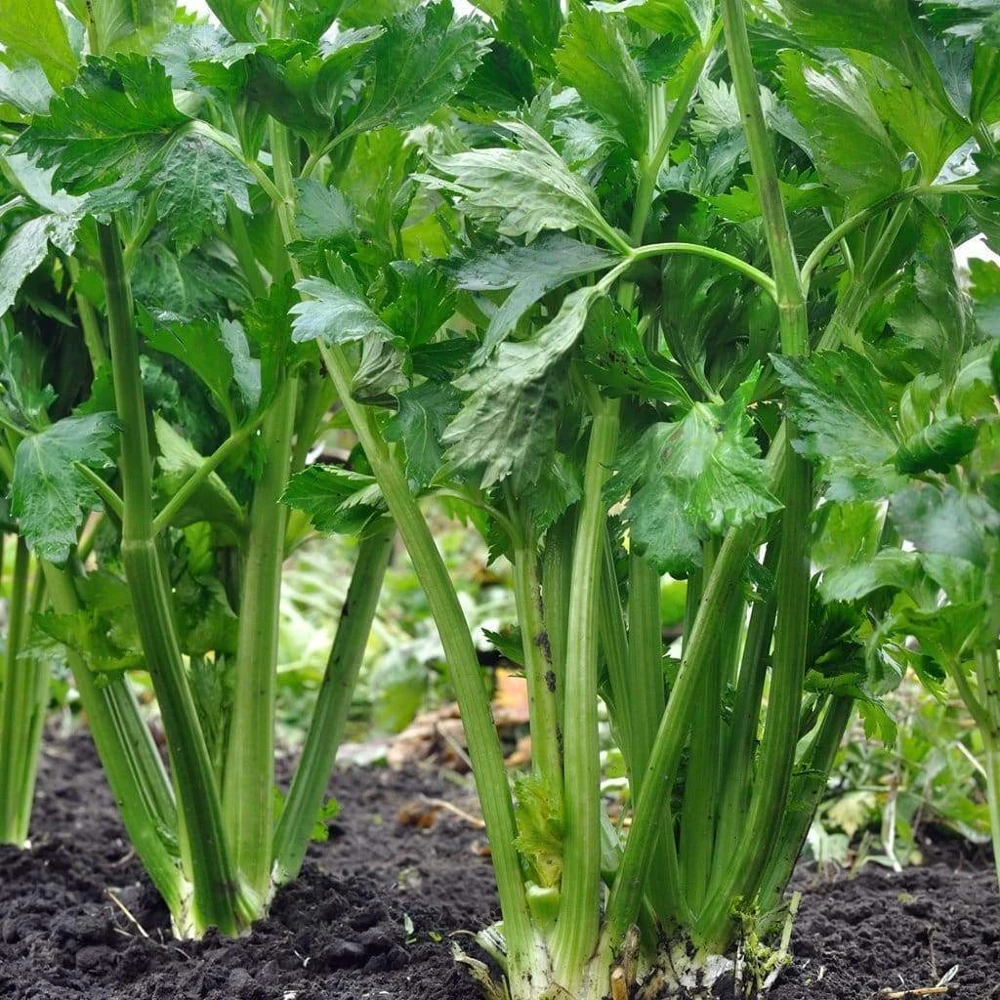 Tall Utah 52/70 Celery Seeds - Heirloom Vegetable Seeds for Outdoor Gardens - Image 1