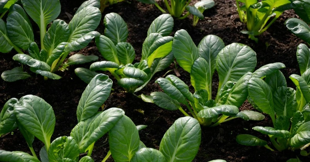 Tatsoi Chinese Cabbage Seeds - Tat Soi Rosette Pak Choy - Easy Grow - Image 1