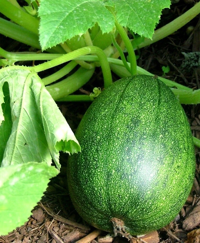 Tatume Summer Squash Seeds - Mexican Calabacita - Easy Grow Annual - Image 1
