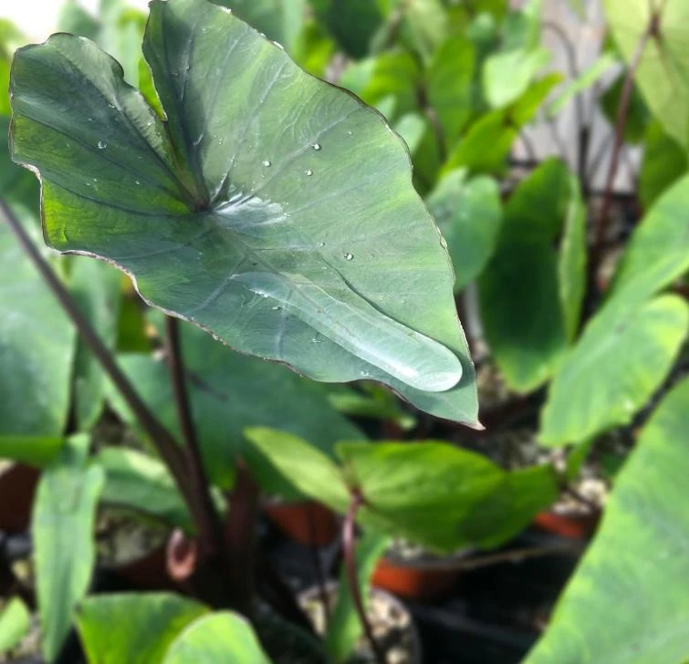 Tea Cup Colocasia Plant - 6-12" Tall - Ship No Pot - Colocasia esculenta ‘Tea Cup’ - Tropical Elephant Ear for Containers, Water Gardens - Image 2