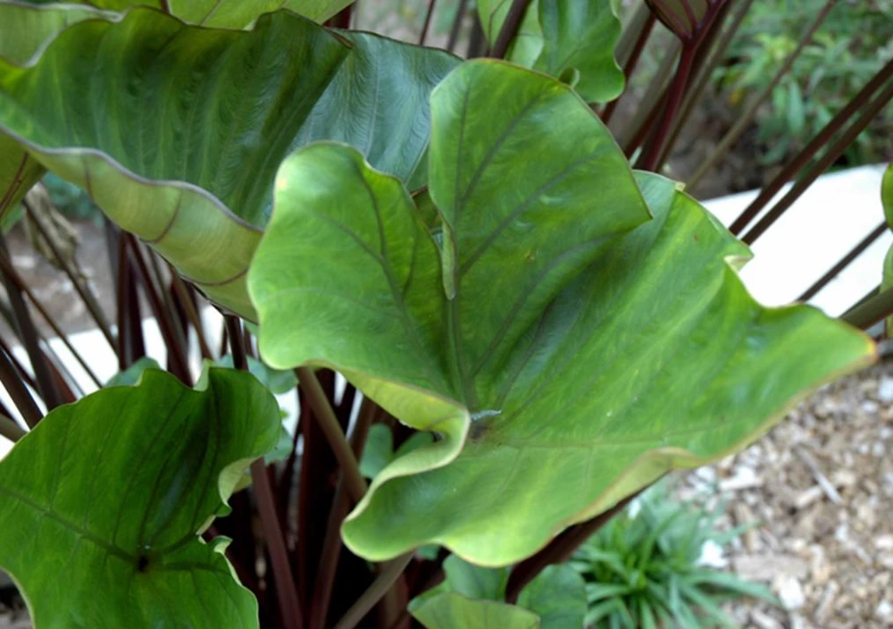 Tea Cup Colocasia Plant - 6-12" Tall - Ship No Pot - Colocasia esculenta ‘Tea Cup’ - Tropical Elephant Ear for Containers, Water Gardens - Image 3