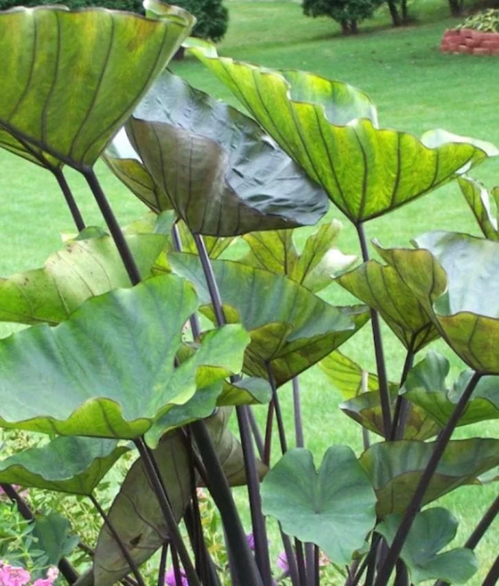 Tea Cup Colocasia Plant - 6-12" Tall - Ship No Pot - Colocasia esculenta ‘Tea Cup’ - Tropical Elephant Ear for Containers, Water Gardens - Image 1