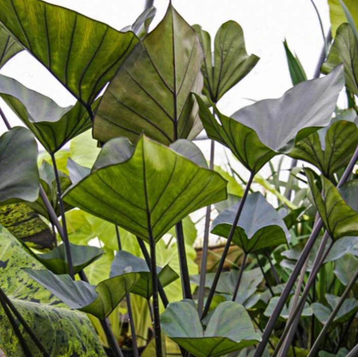 Tea Cup Colocasia Plant - 6-12" Tall - Ship No Pot - Colocasia esculenta ‘Tea Cup’ - Tropical Elephant Ear for Containers, Water Gardens - Image 4