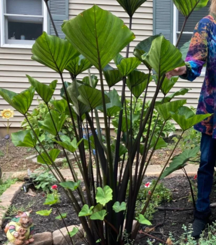 Tea Cup Colocasia Plant - 6-12" Tall - Ship No Pot - Colocasia esculenta ‘Tea Cup’ - Tropical Elephant Ear for Containers, Water Gardens - Image 5