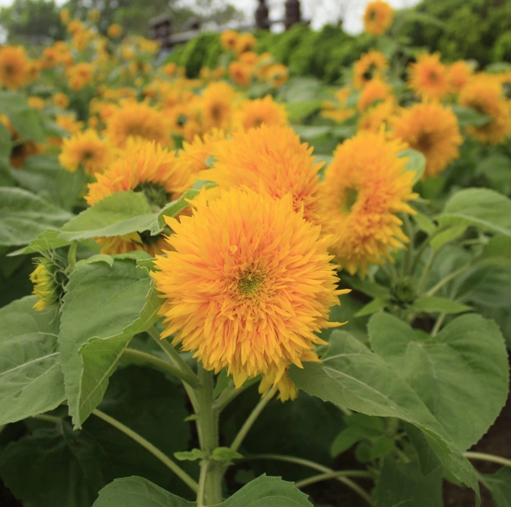Teddy Bear Sunflower Seeds - Compact Dwarf Sungold, Yellow, Outdoor - Image 1