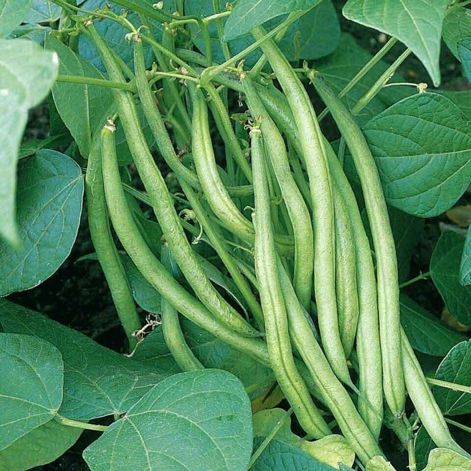 Tendergreen Improved Bush Green Bean Seeds - Stringless, Easy Grow - Image 2