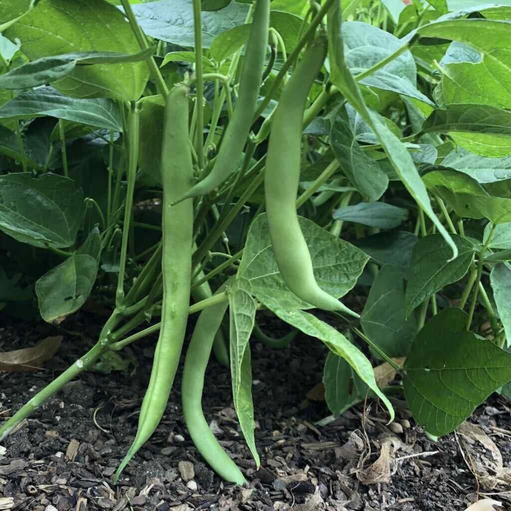 Tendergreen Improved Bush Green Bean Seeds - Stringless, Easy Grow - Image 1
