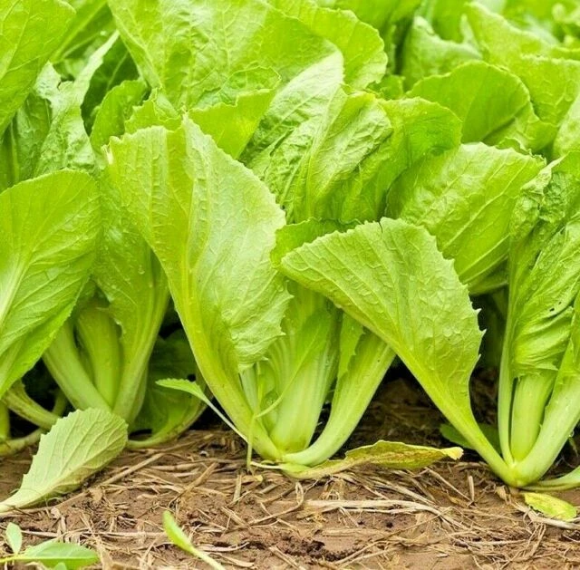 Tendergreen Mustard Seeds - Spinach Mustard & Komatsuna - Vegetable Seeds - Easy Grow - Image 2