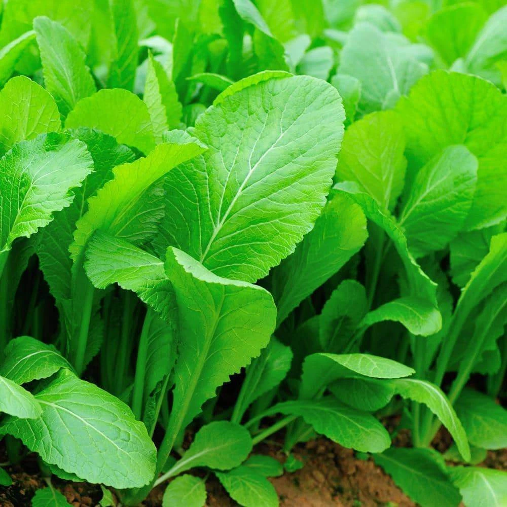 Tendergreen Mustard Seeds - Spinach Mustard & Komatsuna - Vegetable Seeds - Easy Grow - Image 1