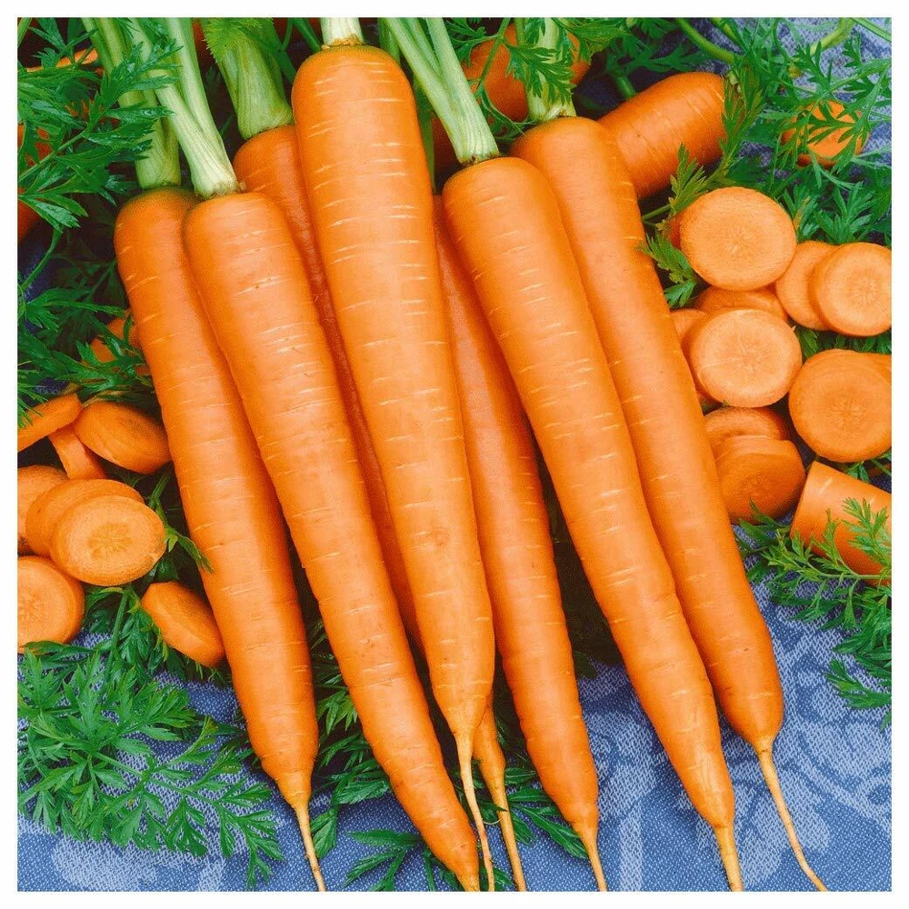 Tendersweet Carrot Seeds - High Beta Carotene, Vitamin A, Orange - Image 1