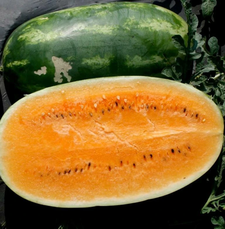 Tendersweet Orange Watermelon Seeds - Heirloom, Very Sweet Fruit Seeds - Image 1