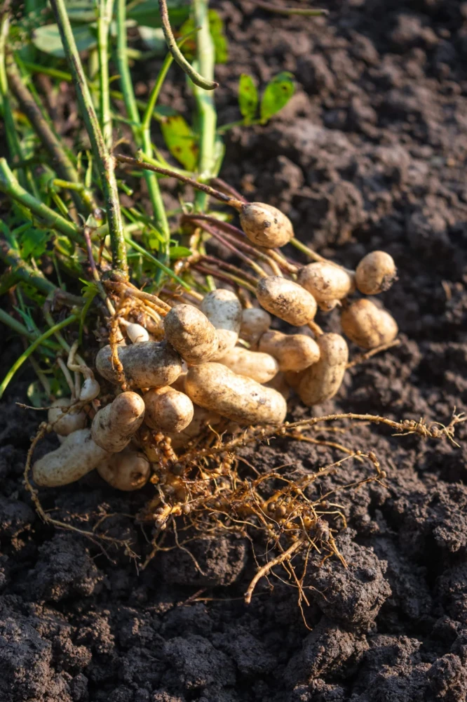 Tennessee Red Valencia Peanut Seeds - Easy Grow Annual Peanut Seeds - Image 2