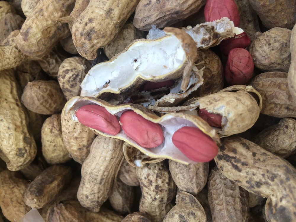 Tennessee Red Valencia Peanut Seeds - Easy Grow Annual Peanut Seeds - Image 1