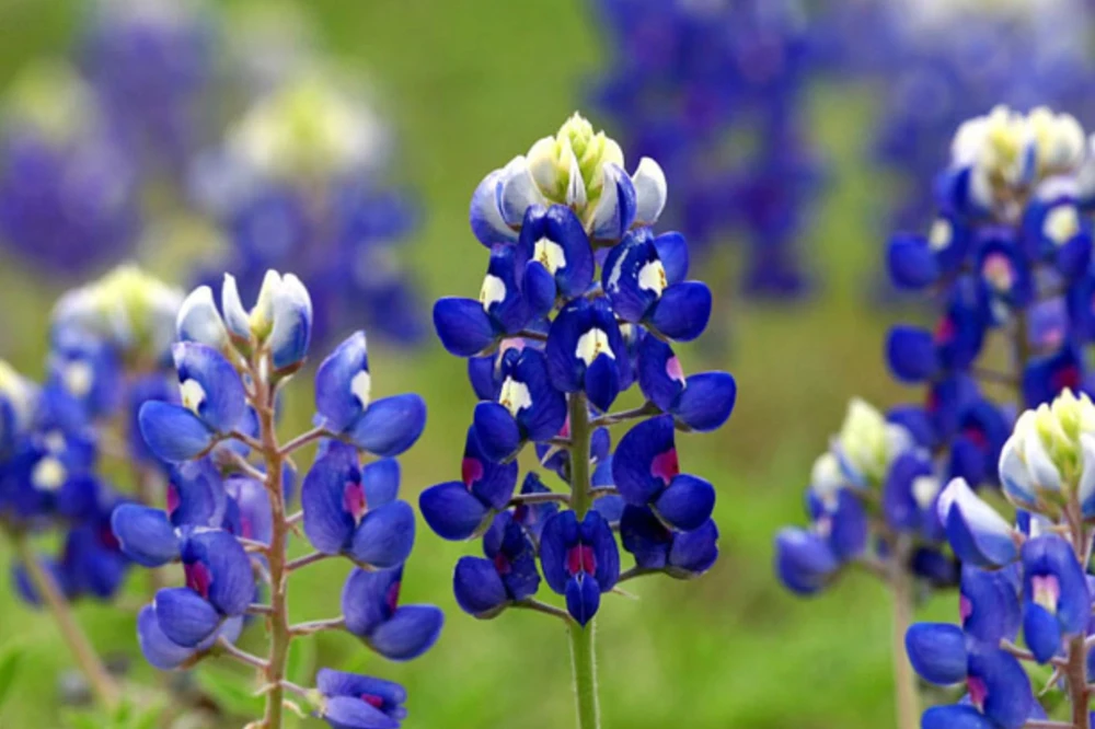 Texas Bluebonnet Lupine Seeds - Perennial Flower Seeds - Blue - Outdoor - Image 1