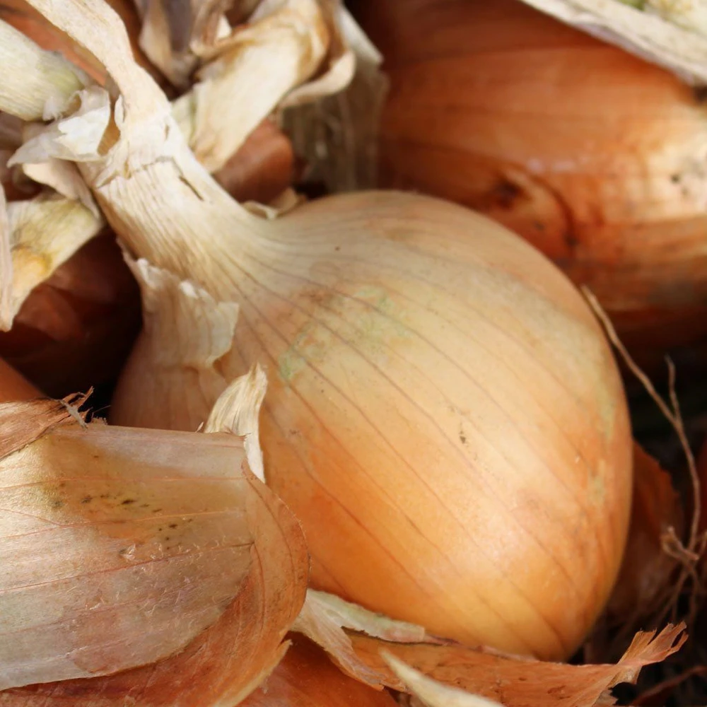 Texas Grano 502 Onion Seeds - Early Short Day Yellow Onions - Annual - Image 1