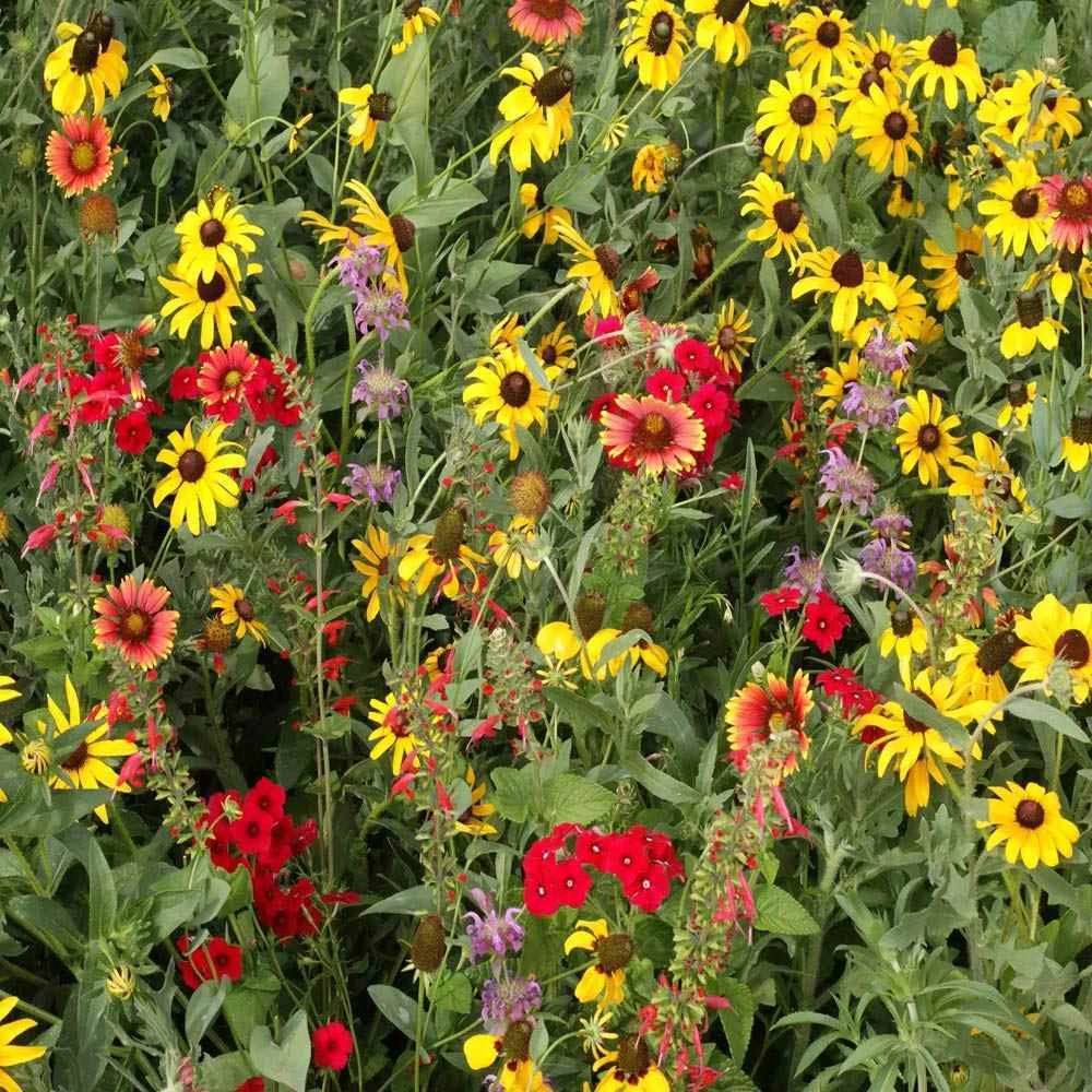 Texas Oklahoma Wildflower Mix Seeds - 14 Species, Multicolor, Outdoor - Image 2