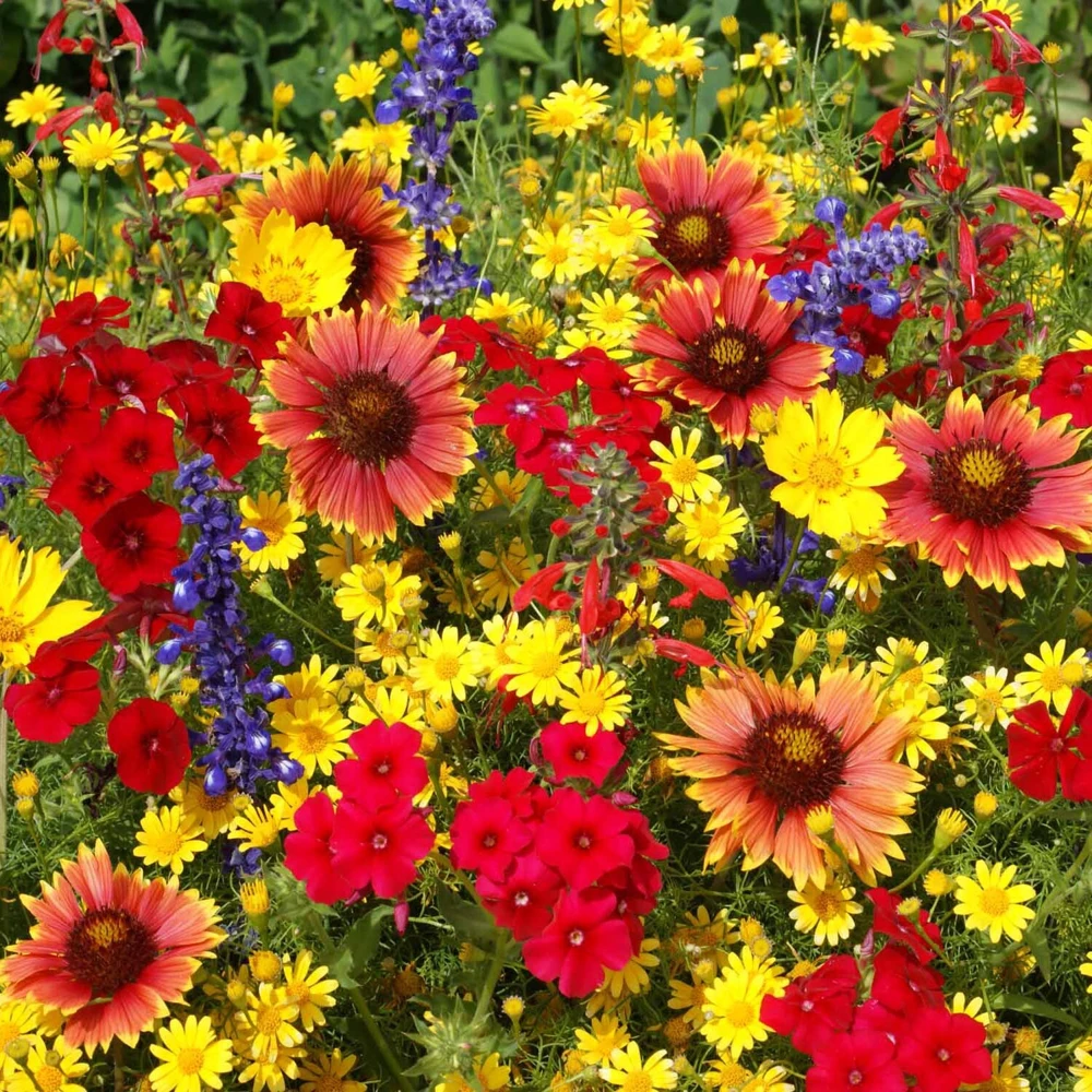 Texas Oklahoma Wildflower Mix Seeds - 14 Species, Multicolor, Outdoor - Image 1