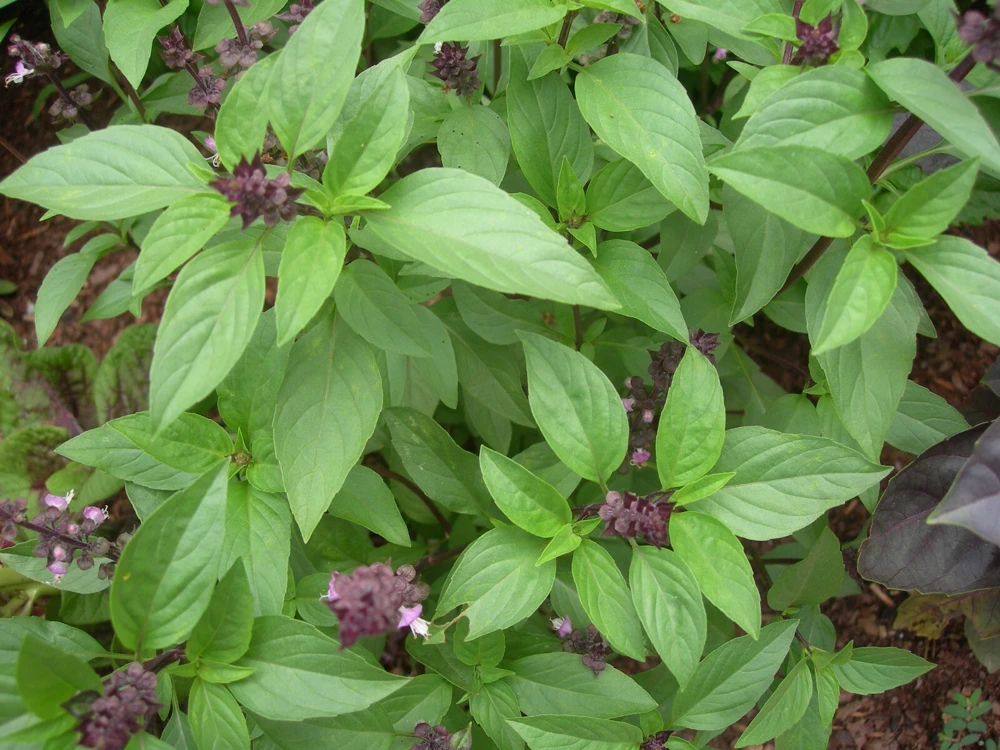 Thai Basil Seeds - Horapha Herb Seeds, Ocimum basilicum, Very Easy to Grow - Image 2