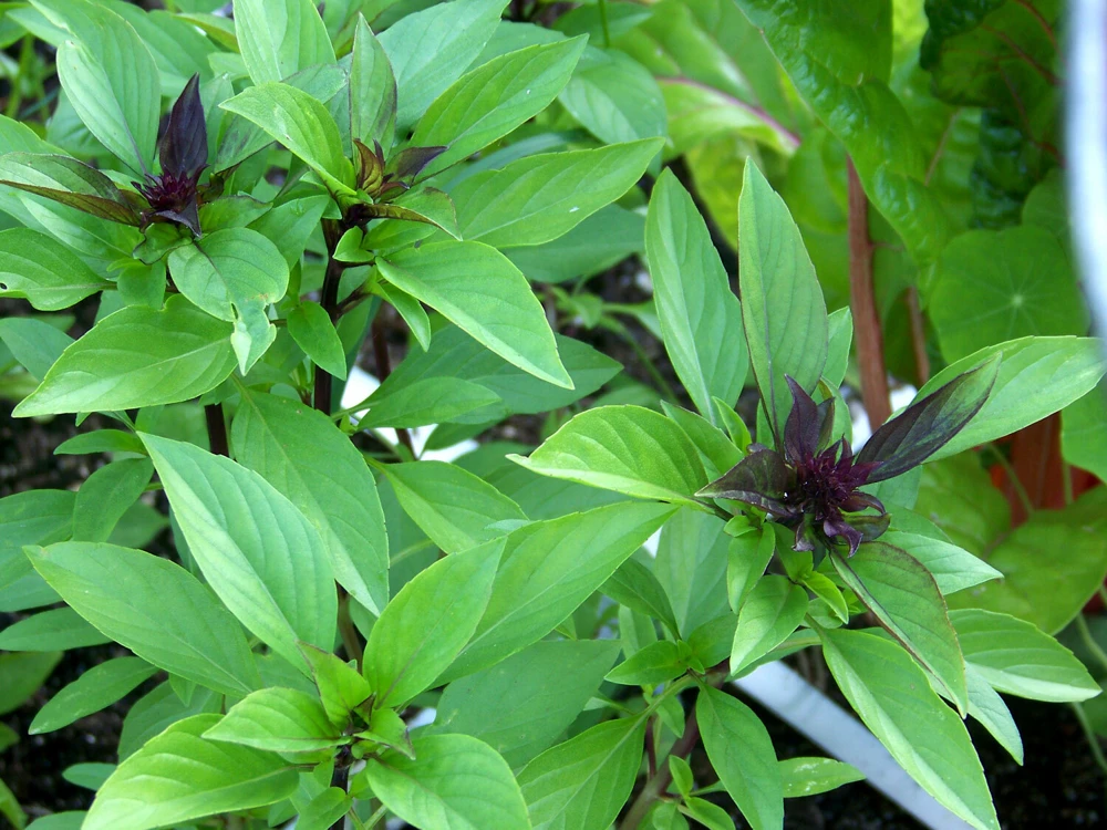 Thai Basil Seeds - Horapha Herb Seeds, Ocimum basilicum, Very Easy to Grow - Image 1