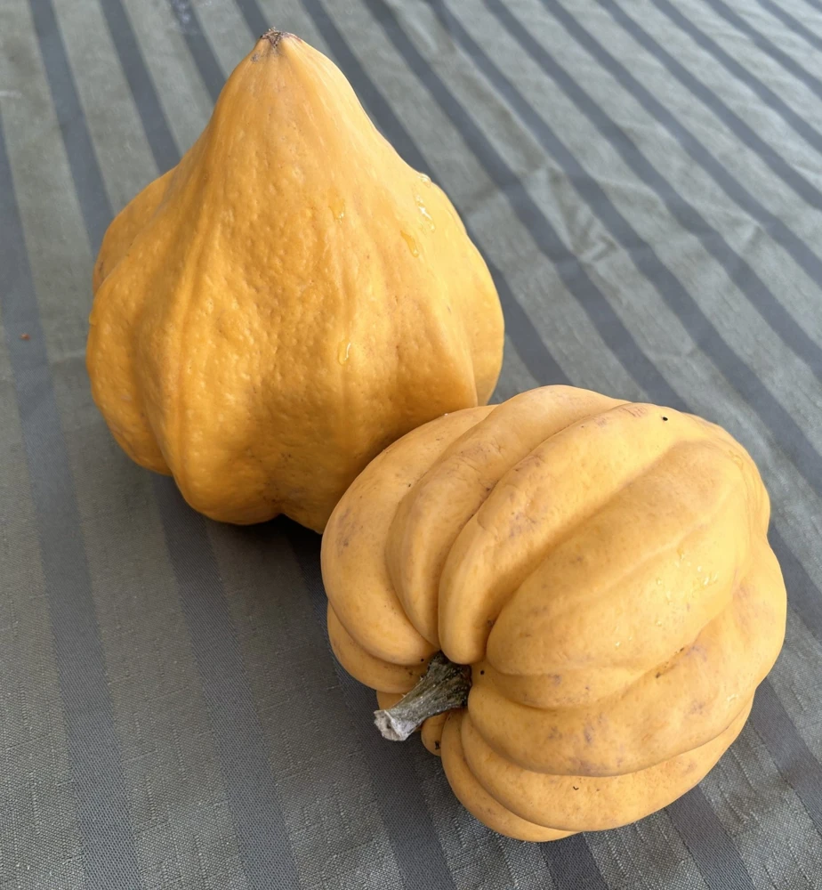 Thelma Saunders Acorn Winter Squash Seeds - Sweet Potato Taste - Easy Grow - Image 1