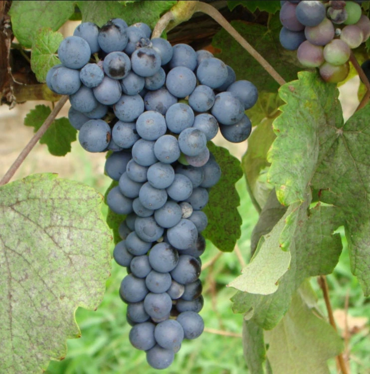 Thomcord Grape Vine – 1 Bare Root Plant – Seedless Blue Concord-Type Grapes – Outdoor Fruit Plant - Image 1