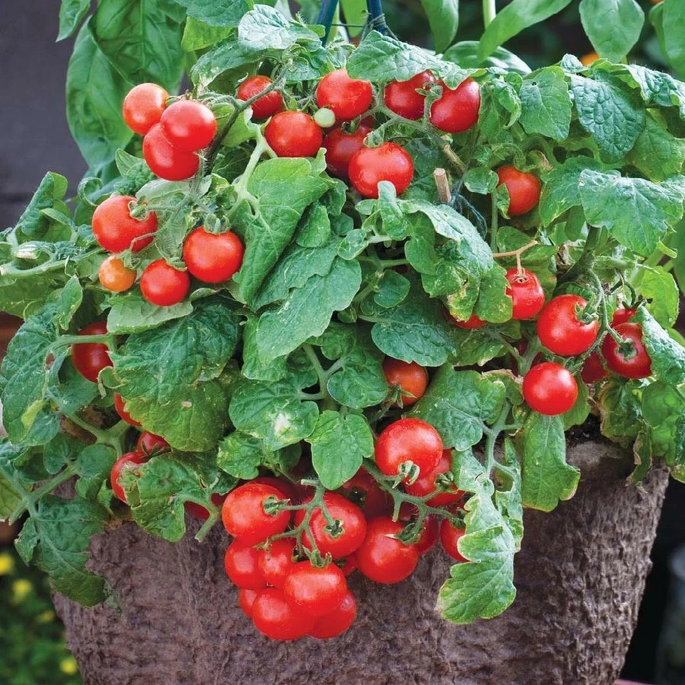 Tiny Tim Cherry Tomato Seeds - 15 Seeds - Dwarf Variety - Indoor & Outdoor - Image 2
