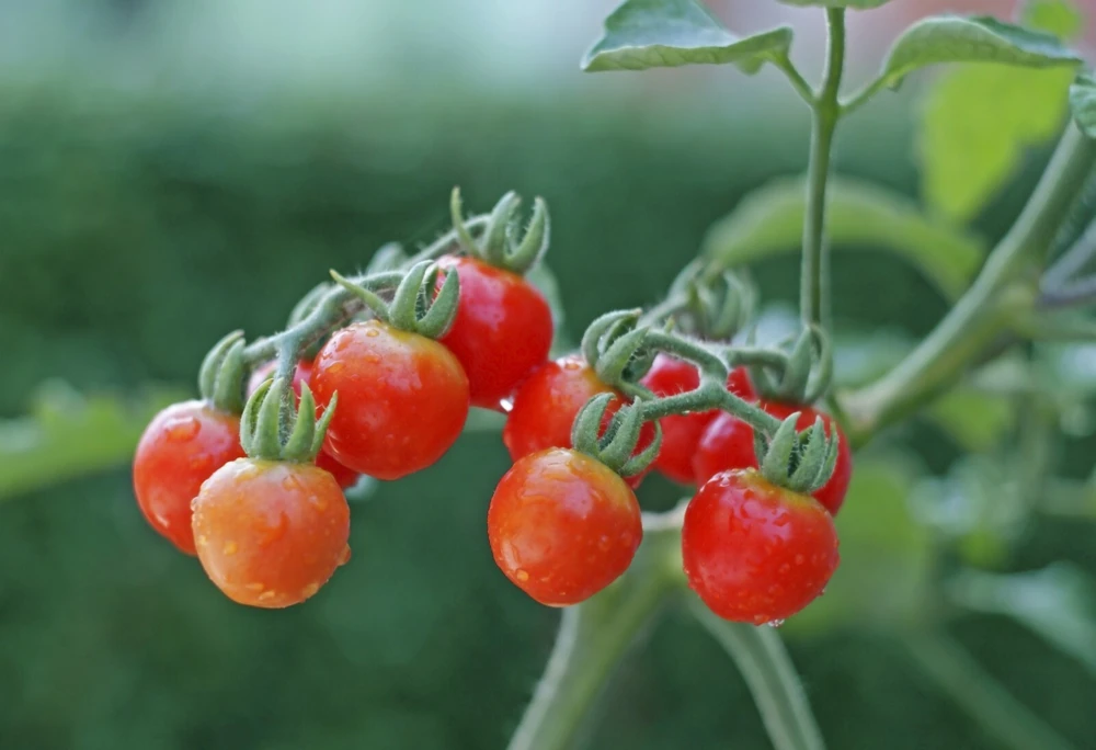 Tiny Tim Cherry Tomato Seeds - 15 Seeds - Dwarf Variety - Indoor & Outdoor - Image 1