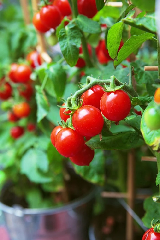 Tiny Tim Cherry Tomato Seeds – Dwarf Heirloom Tomato Seeds – Red Annual - Image 1