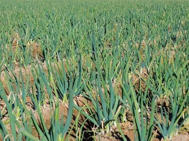 Tokyo Long White Bunching Onion Seeds - Scallion Vegetable Seeds - Full Sun - Image 2