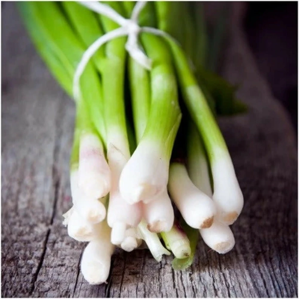 Tokyo Long White Bunching Onion Seeds - Scallion Vegetable Seeds - Full Sun - Image 1