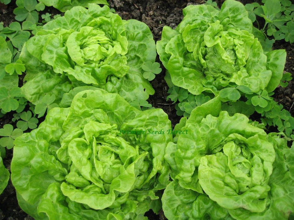 Tom Thumb Leaf Lettuce Seeds - Heirloom Butterhead Bibb Annual Outdoor - Image 1
