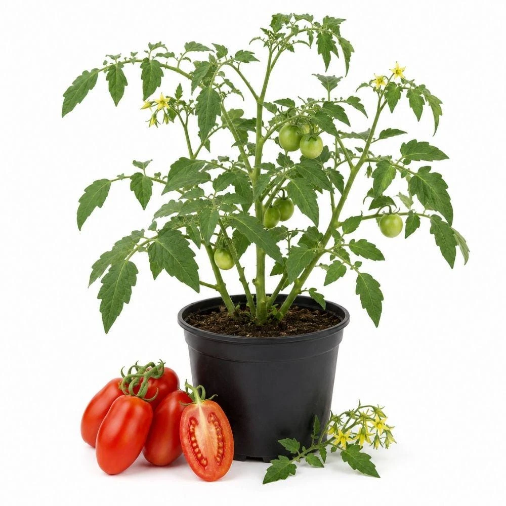 Tomato Live Plants, Elongated and Cylindrical Fruit, 2 Plants per 4 Inch Pot, Starter Tomato Plants for Raised Beds, Containers or Garden - Image 1