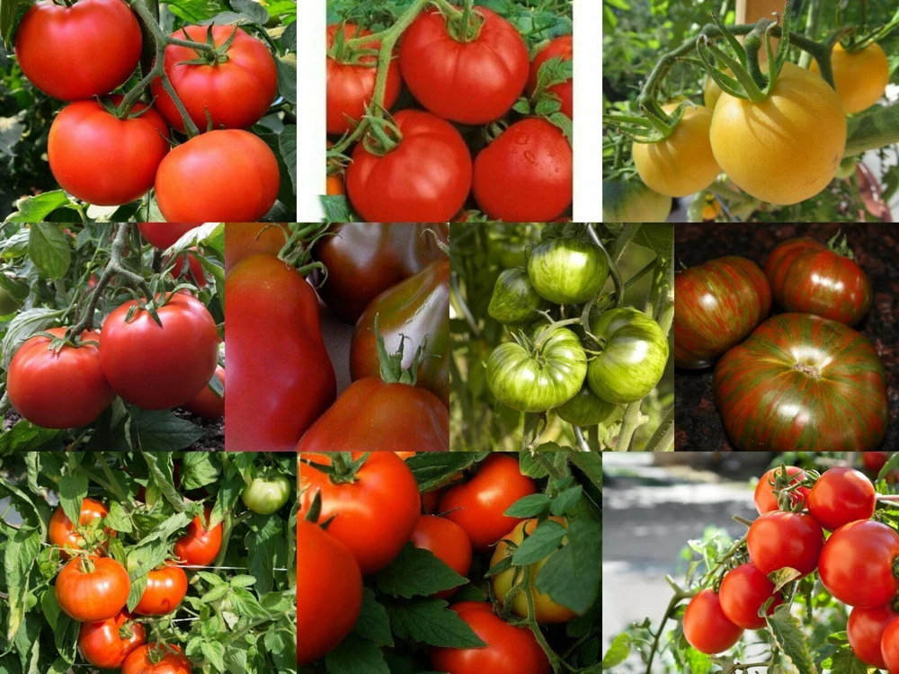 Tomato Seeds - Medium Slicing Type - Easy to Grow - Outdoor Annual - Image 1