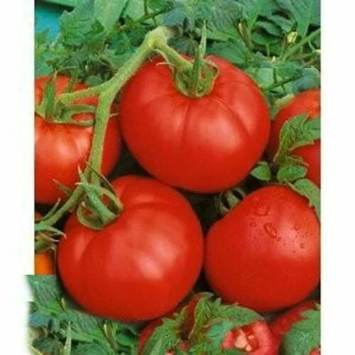Tomato Seeds - Medium Slicing Type - Easy to Grow - Outdoor Annual - Image 3