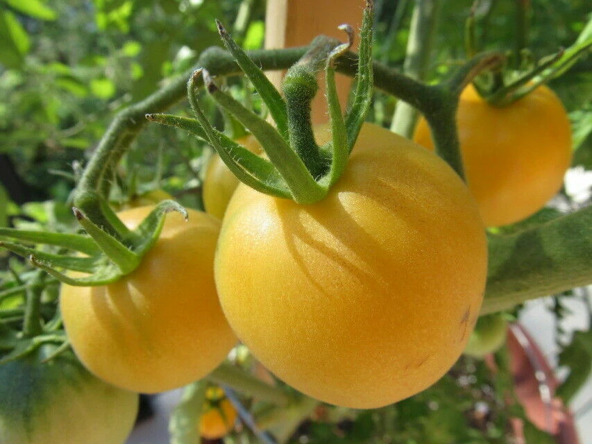 Tomato Seeds - Medium Slicing Type - Easy to Grow - Outdoor Annual - Image 5