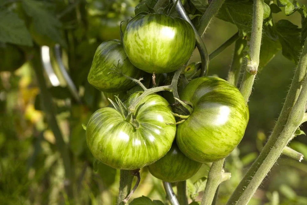 Tomato Seeds - Medium Slicing Type - Easy to Grow - Outdoor Annual - Image 6