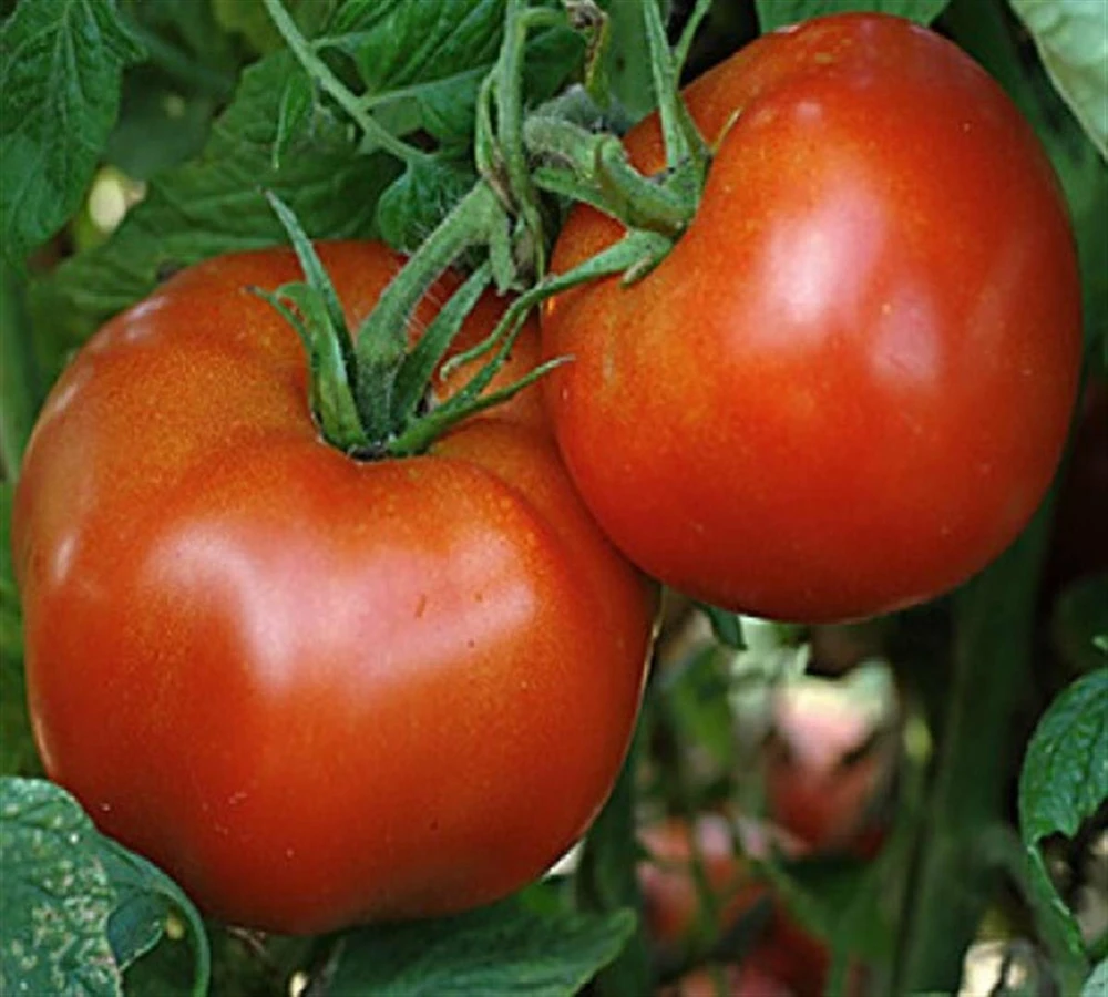 Tomato Seeds - Medium Slicing Type - Easy to Grow - Outdoor Annual - Image 9