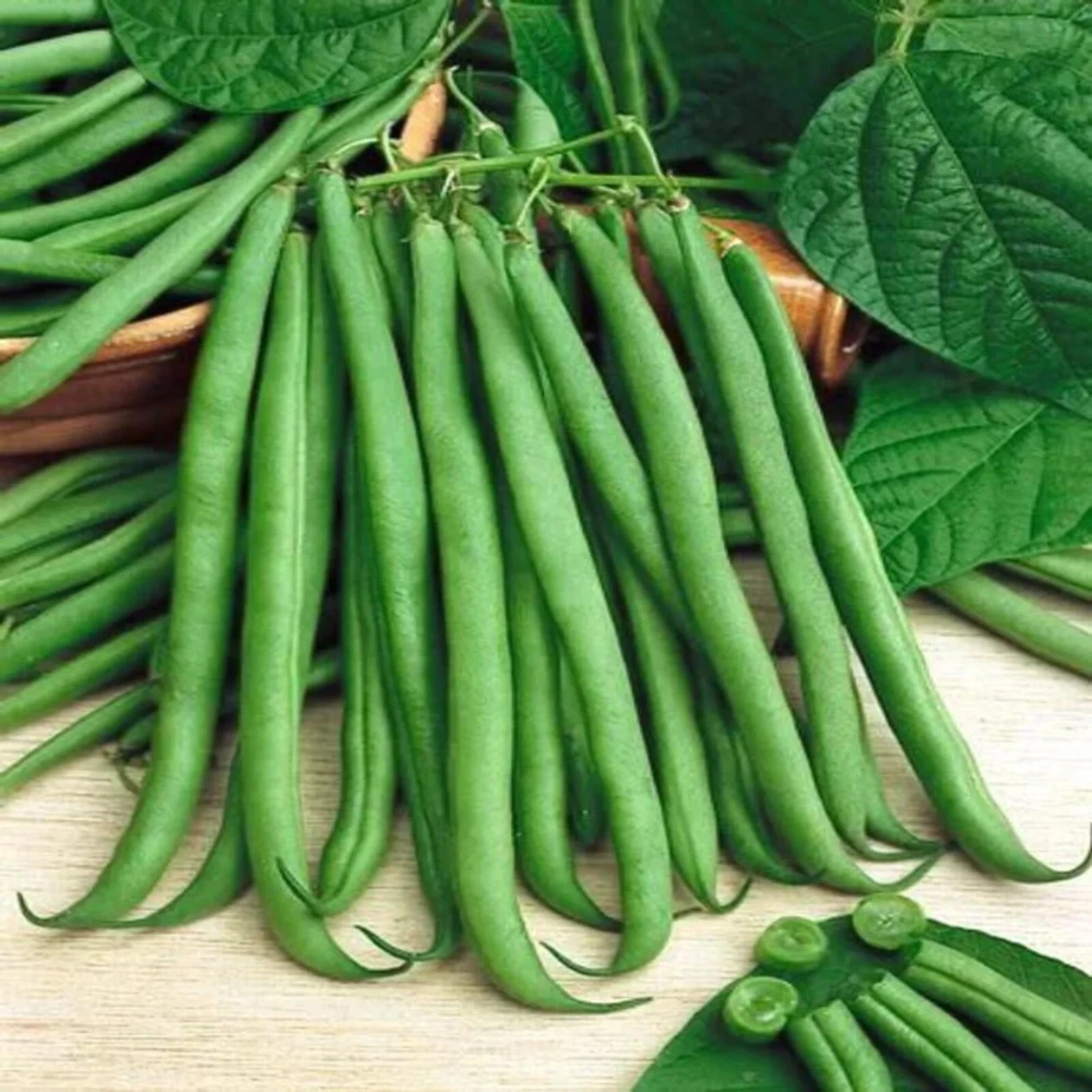Top Crop Bush Green Bean Seeds - Heirloom, Stringless, Easy to Grow, Outdoor - Image 1
