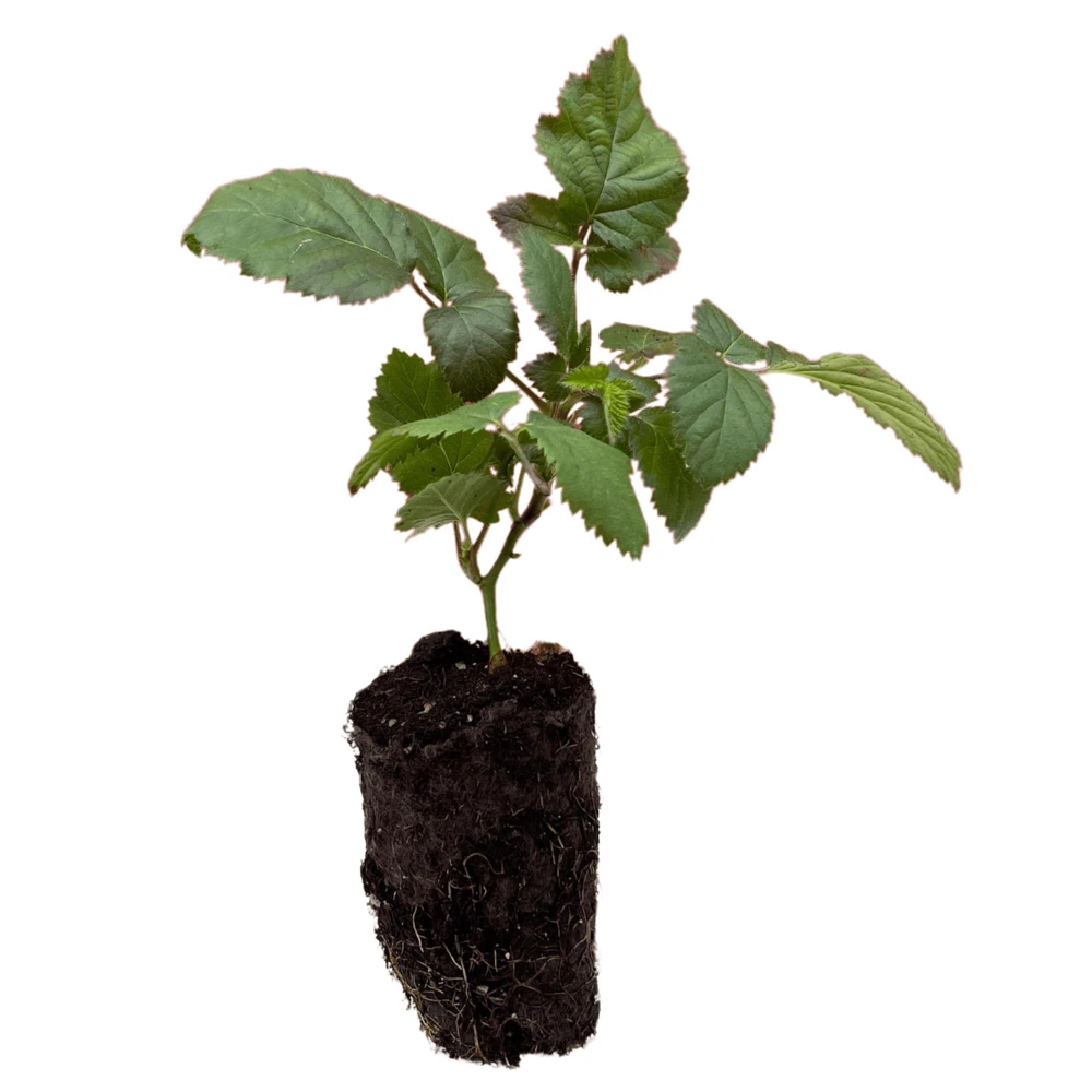 Triple Crown Blackberry Plants – 3 Bare Root, 1-Year-Old – Thornless, Late-Season Variety - Image 1