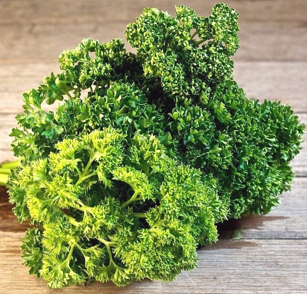 Triple Moss Curled Parsley Seeds - Easy Grow Herb Seeds for Garnish & Culinary Use - Image 2