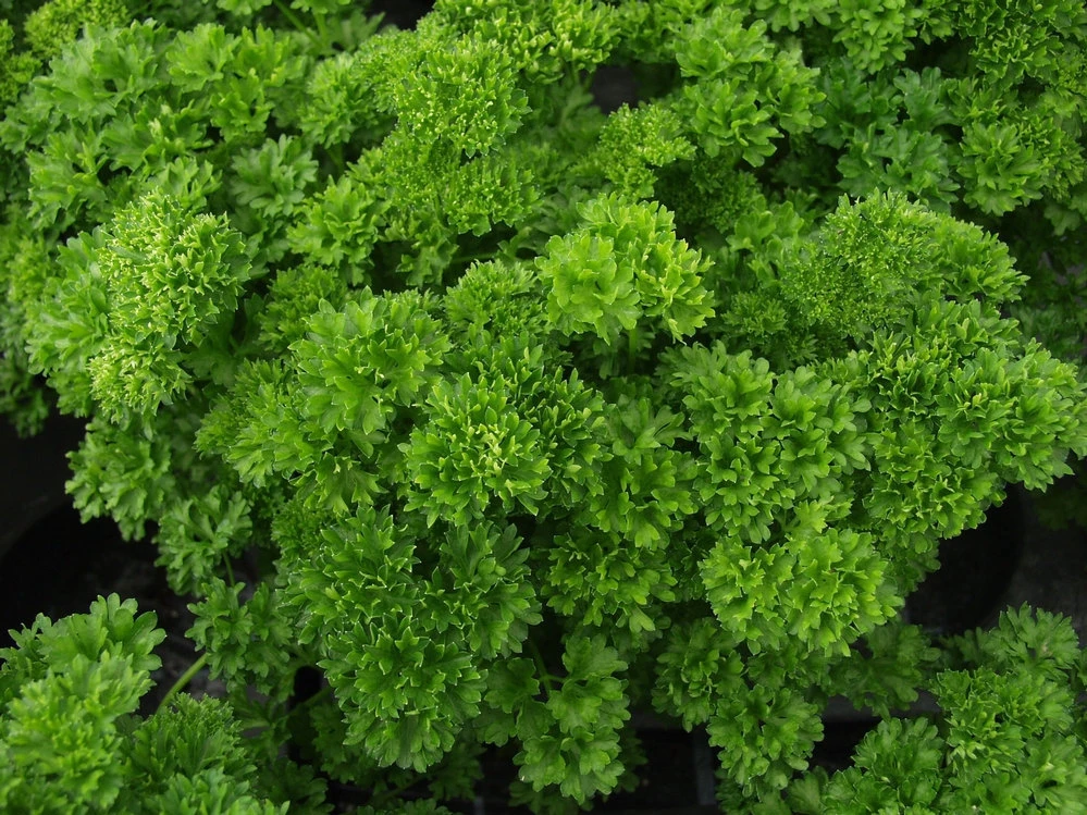 Triple Moss Curled Parsley Seeds - Easy Grow Herb Seeds for Garnish & Culinary Use - Image 1