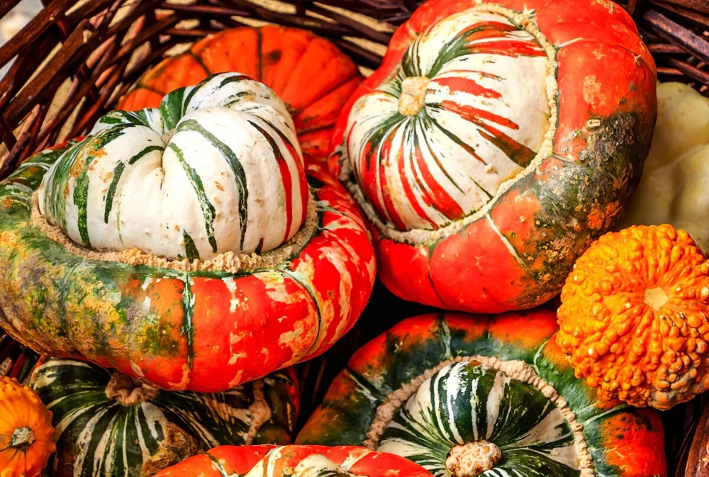 Turk's Turban Gourd Seeds - Ornamental Giraumon Cucurbita maxima - Image 1